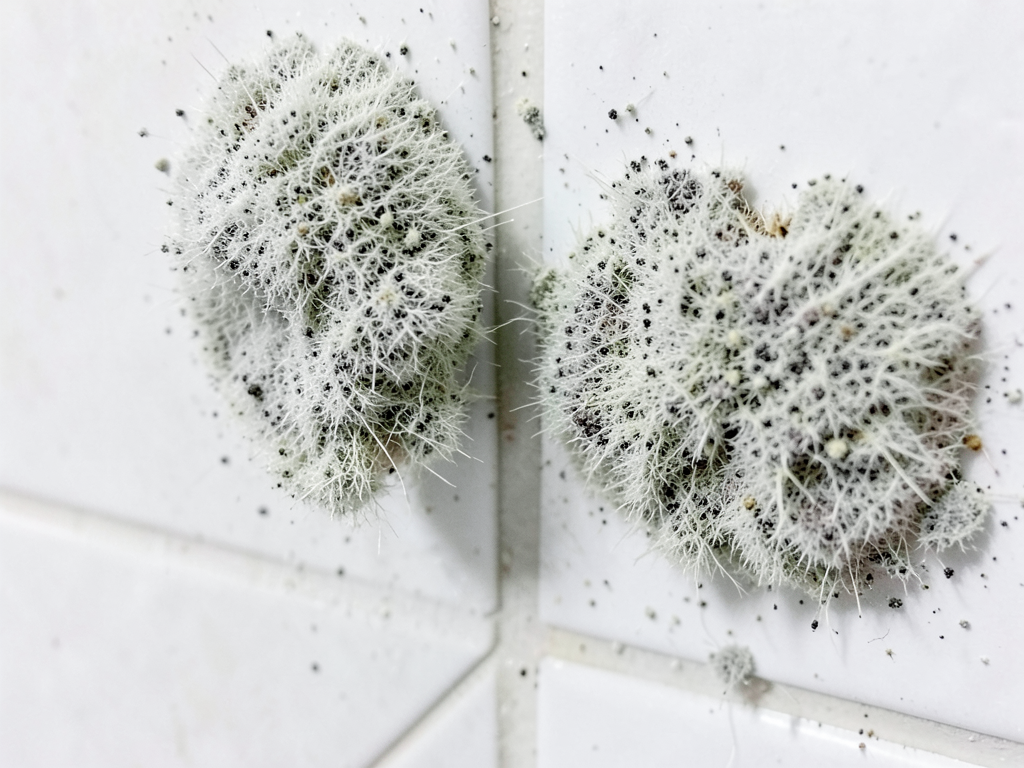 Telling the difference between common mildew and d